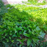 نشا فلفل شیرین