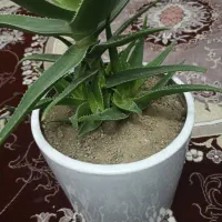 گل.|گل و گیاه طبیعی|ابهر, |دیوار