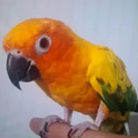 نیازمند یه طوطی خورشیدی ماده اماده دارم جهت فروش