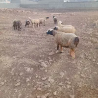 میش داشتی