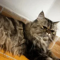 گربه پرشین اصیل شجره دار