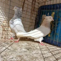 کله ای کلاهی