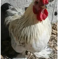 خروس۶ماهه وخروس آمریگایی۳ساله|حیوانات مزرعه|قائمشهر, |دیوار