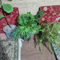 گلدون طبیعی|گل و گیاه طبیعی|تهران, تهرانپارس غربی|دیوار