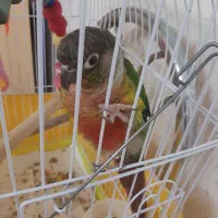 فروش طوطی گرینچیک  سخنگو و کا ملا دستی