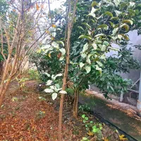 نیم پیلوت حیاط دار با درختان میوه چند ساله|فروش خانه و ویلا|تهران, افسریه شمالی|دیوار