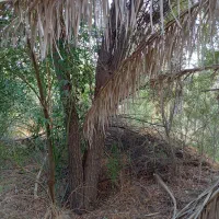 درخت رایگان|خدمات باغبانی و درختکاری|وحدتیه, |دیوار