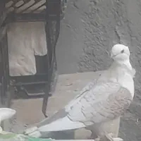 موشی پروانه ای