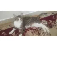 گربه