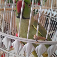 طوطی|پرنده|مهدی شهر, |دیوار