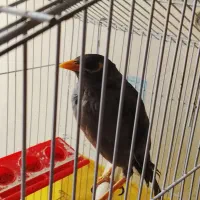 مرغ مینا بخون و سرحال