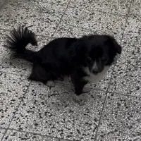 سگ پاکوتاه نر|سگ|قائم‌شهر, |دیوار