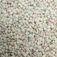 عدس چرداول برداشت امسال
