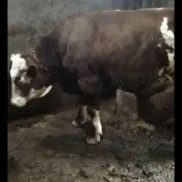 گوساله گوشتی اسینم