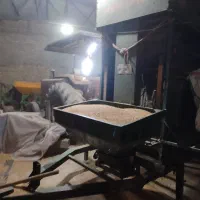 بذر گندم بوجاری شده در دو نوع کودشت و پایا|خدمات باغبانی و درختکاری|کلاله, |دیوار