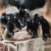 توله ژرمن شپرد|سگ|دزفول, |دیوار