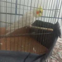 عروس هلندی سخنگو