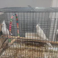 جفت جوان عروس البینو