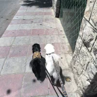 اشپیتز ۷ ماهه