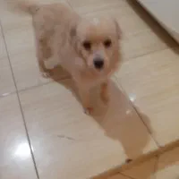 پاکوتاه شیتزو پامر