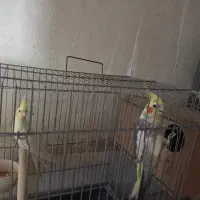 جفت عروس هلندی