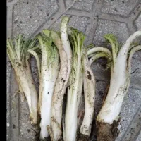 کنگر تازه  لرستان