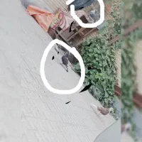 6 کفتر زیبا|پرنده|برخوار, |دیوار