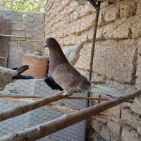 شیش عدد حیون نامبروان|پرنده|شازند, |دیوار