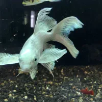 کوی آلبینو وارداتی