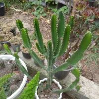 گلهای خیلی تمیز|گل و گیاه طبیعی|رشت, گلباغ نماز|دیوار