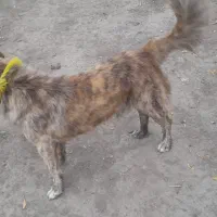 سگ پاکوتاه نر