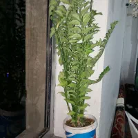 گل نو نو