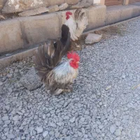 مرغ خروس جاپنیز