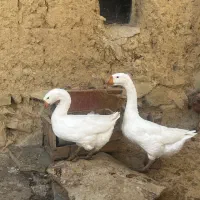 قوغاز|حیوانات مزرعه|ساوه, |دیوار