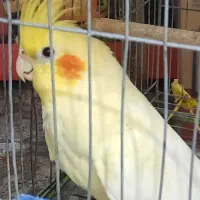 عروس هلندی ۵ ماهه