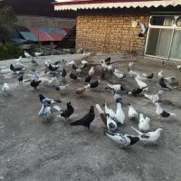 کبوتران بلند پرواز