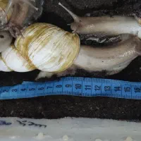 خاویار حلزون و حلزون