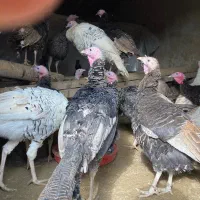 بوقلمون محلی