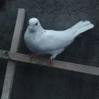 کبوتر اوچان ماده