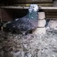 کبوتر|پرنده|فاضل آباد, |دیوار