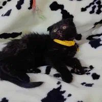 ۳ بچه گربه ۲ماهه|گربه|مشهد, ویلاشهر|دیوار