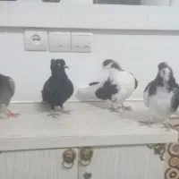 فروش چهارعددکبوتر|پرنده|جنت, |دیوار