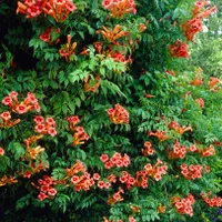 نهال پیچ اناری سایزبزرگ