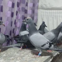کبوتر جوجه پلاکی