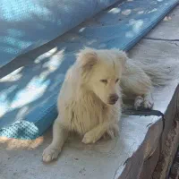 فروش سگ فانتزی