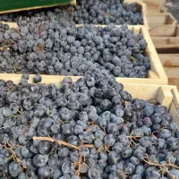 انگور دیمی کردستان|خوردنی و آشامیدنی|سروآباد, |دیوار