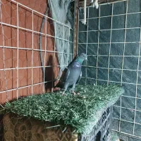 کبوترا همه تضمین|پرنده|میناب, |دیوار