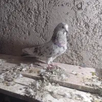 کفتر سرور باخت رفته
