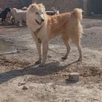 توله سگ ۷ماه