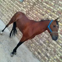 اسب